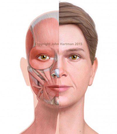 female anatomy diagram facial muscles, medical illustration, female anatomy pictures