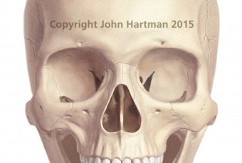 medical illustration, anatomical illustrations, medical art