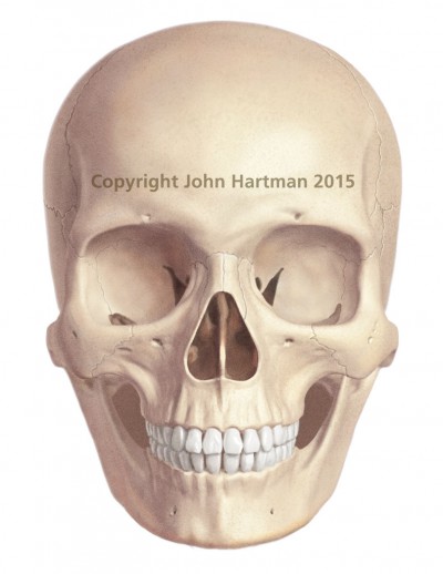 medical illustration, anatomical illustrations, medical art