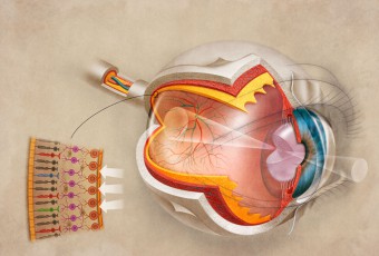 scientific illustration, medical illustration, anatomical art