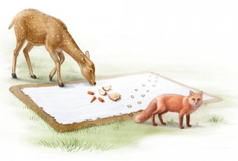 wildlife illustration, kids magazines