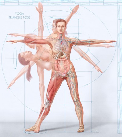 female anatomy pictures, medical art, see through yoga pose