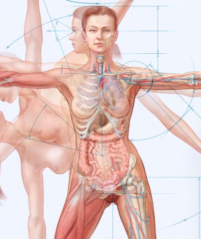 female anatomy pictures, medical art, see through yoga pose