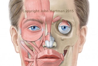 medical illustration, male anatomy pictures, botox injection sites