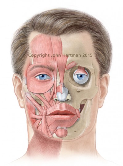 medical illustration, male anatomy pictures, botox injection sites