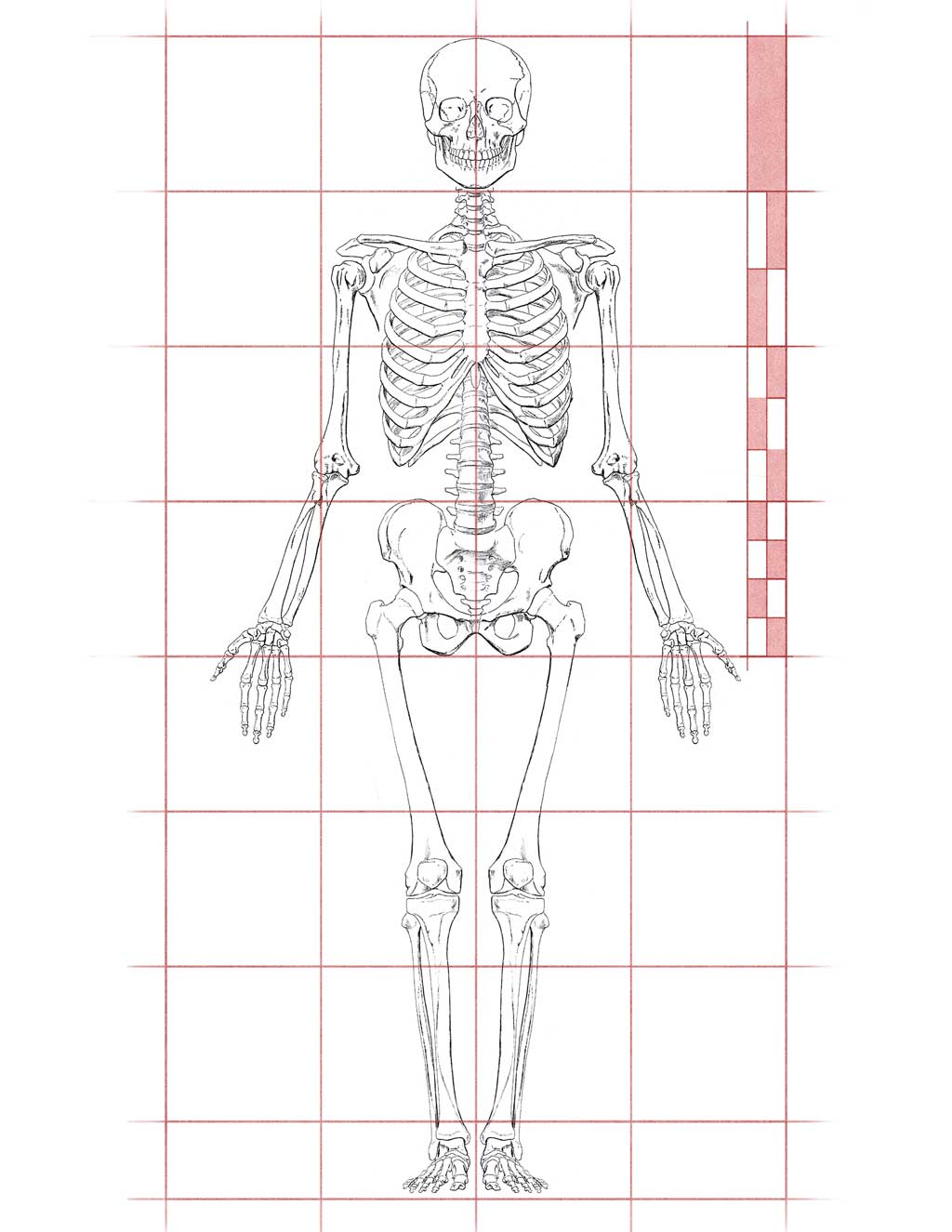 Human Proportions for Figure drawing