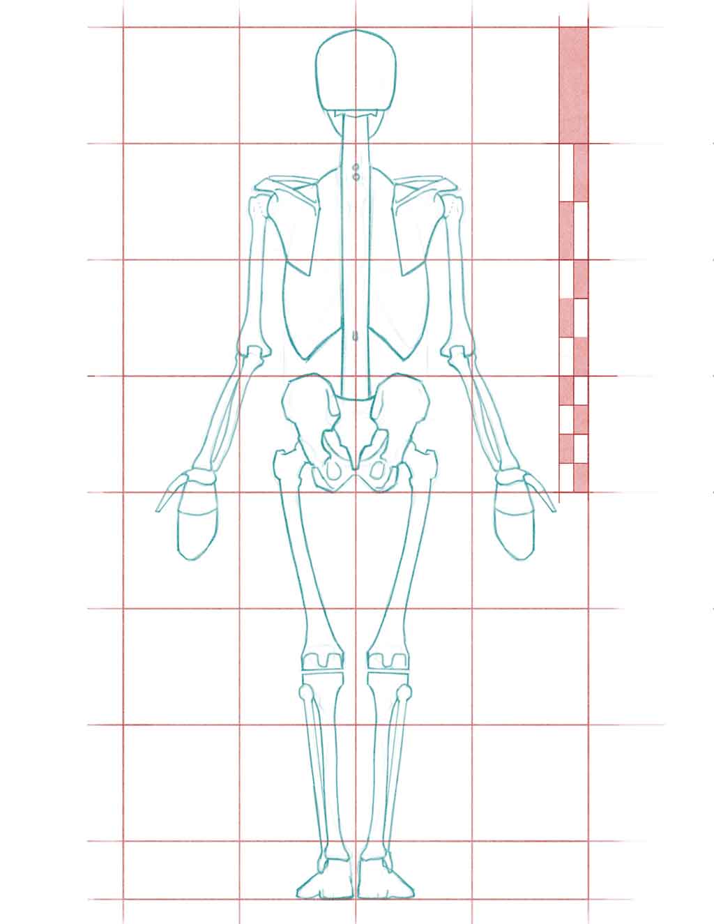 Vertical Body Proportions
