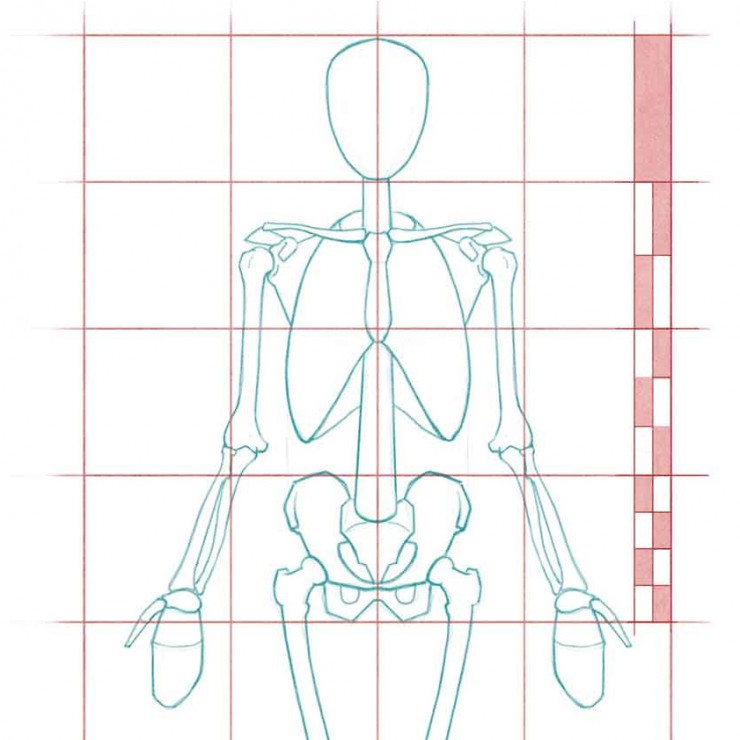 Simplified-Skeleton-Front-small | John Hartman Illustration